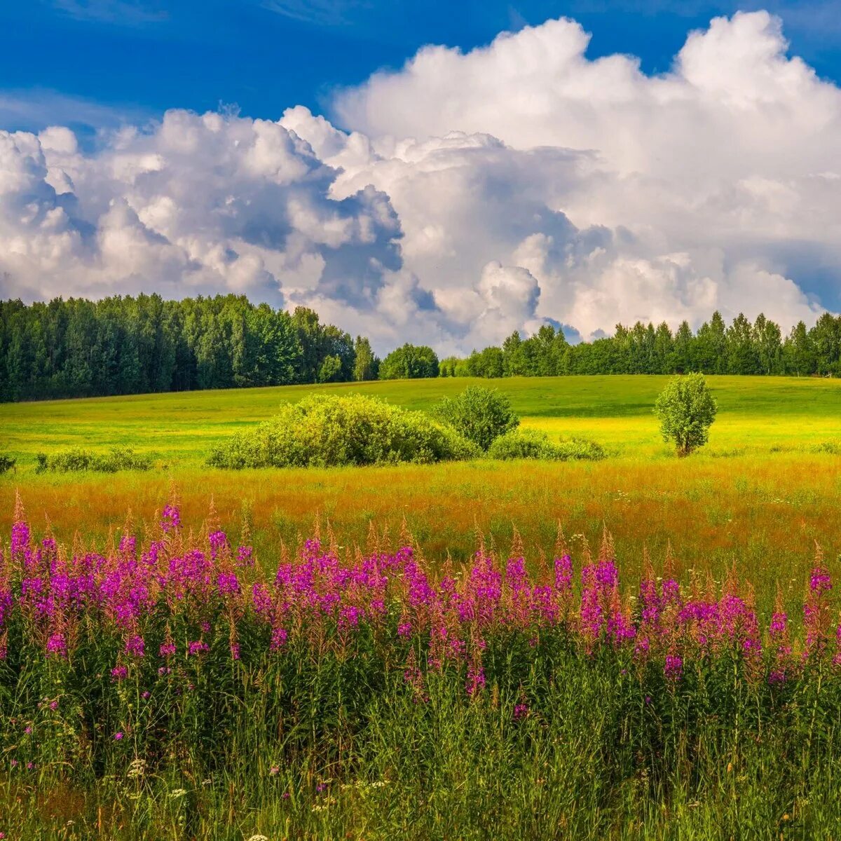 Покажи картинки лета. Летний пейзаж. Пейзаж лето. Летние пейзажи России. Пейзажи природы лето.