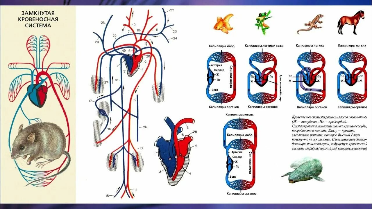 Строение кровеносной системы. Урок транспорт веществ в организме 6 класс Сивоглазов. Кровеносная система система классов животных. Биология 8 кл. Кровеносные системы. Органы передвижения веществ