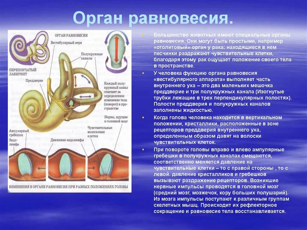 Орган равновесия отвечает за