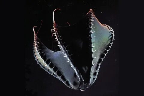 Vampire squid