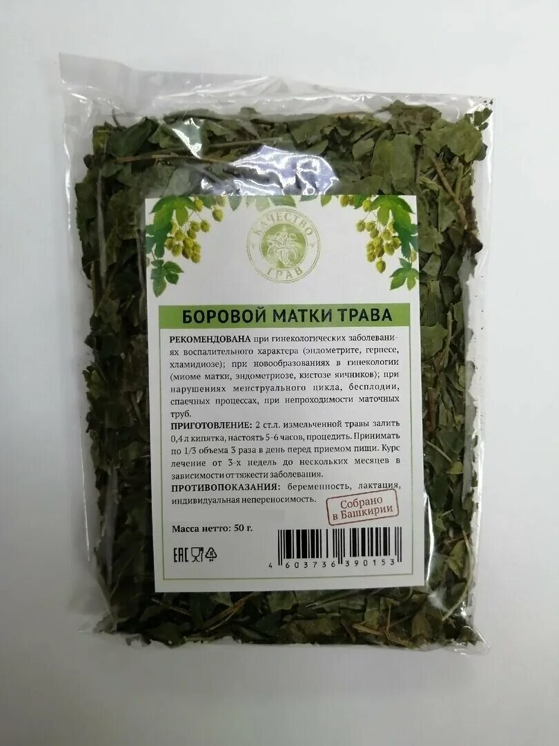 боровая матка ортилия однобокая. боровая матка растение. боровая матка травы алтая. боровая матка полезные травы. трава матка боровая лечебные.