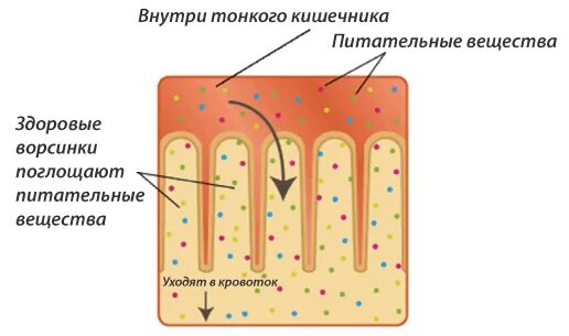 Всасывание питательных веществ в тонком кишечнике. Частицы питательных веществ всасываются в кровь. всасывание питательных веществ происходит в. всасывание веществ в тонком кишечнике. всасывание питательных веществ ворсинками.