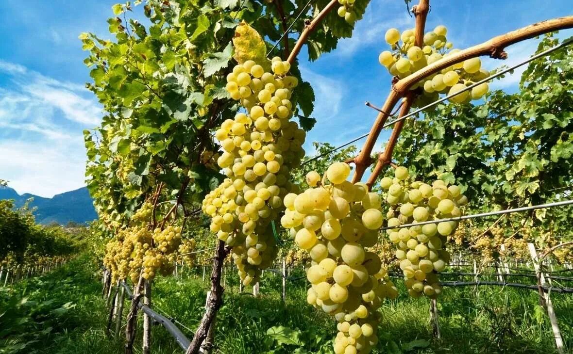 Виноградники виноград Кубань. Виноградная лоза виноградник. Виноград Ркацители Крымский сорт. Цоликаури виноград. Виноградарь краснодарский край