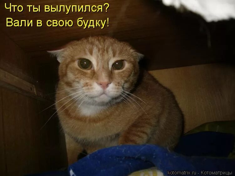 а по сопатке. сопатка фото. а по сопатке картинки. а по сопатке. человеческий нос.