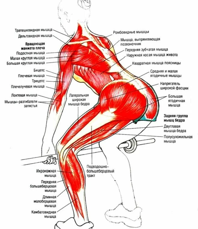 Тяга мышц. Схема ягодичных мышц. Какие группы мышц задействует становая тяга. Схема мышц ягодиц. Мышцы которые задействованы при выполнении становой тяги.