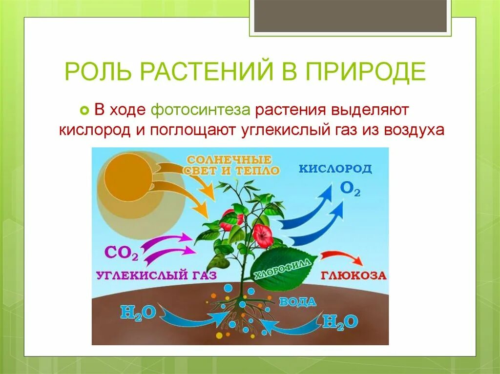 Какая роль зеленых растений. Роль фотосинтеза 6 класс биология схема. Коль растений в природе. Роль растений в природе. Роль опмтений в природе.