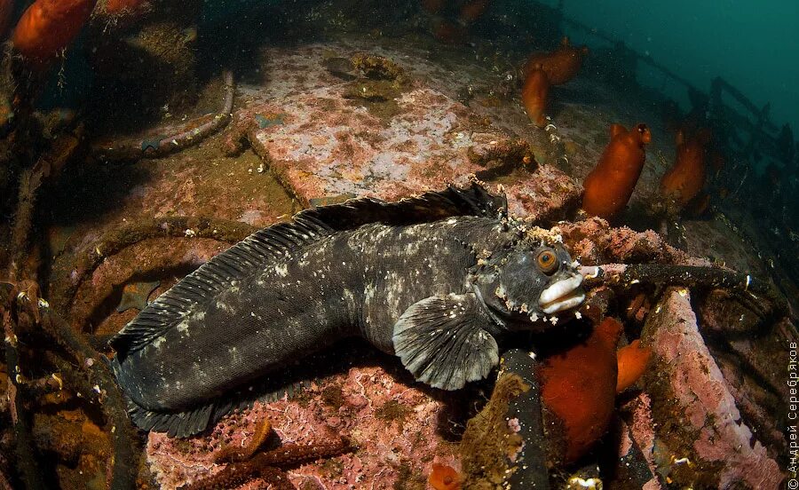 промысловые рыбы обитающие в морях. японское море какие рыбы. рыбы охотского моря. японское море какие рыбы. органический мир японского моря.