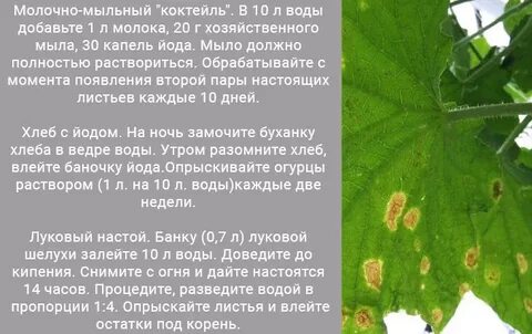 Чем полить огурцы чтобы не желтели