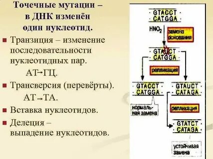 Транзиции и трансверсии