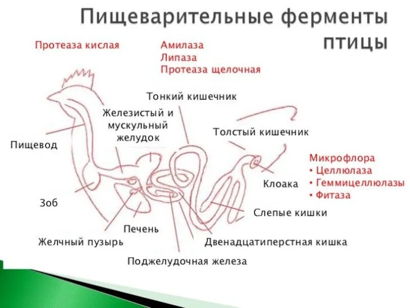 Пищеварительные железы птиц. Пищеварительная система курицы анатомия. Пищеварительная система птиц органы и функции. Строение пищеварительного тракта птиц. Строение желудка курицы анатомия.