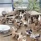 Разведение домашнего хозяйства