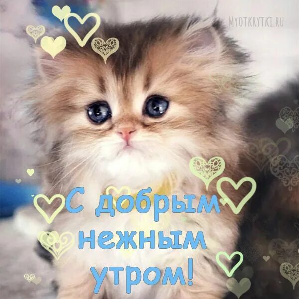 Пин на доске ДОБРОЕ УТРО, ДЕНЬ, ВЕЧЕР, НОЧЬ - КОШКИ Доброе утро, Веселые картинк