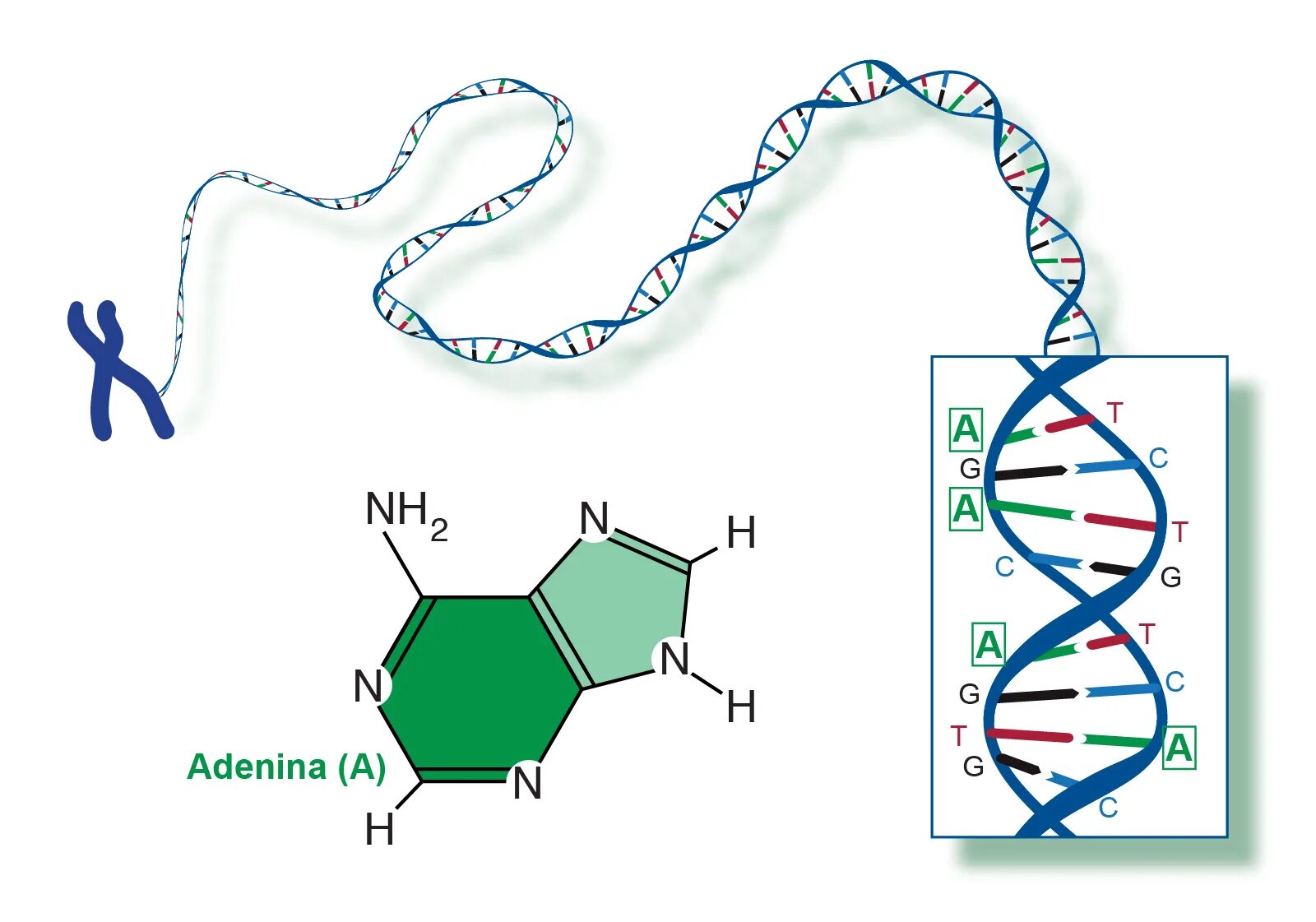 Какая формула молекулы днк. Строение ДНК гуанин. Аденин молекула и ДНК. Молекула ДНК аденин Тимин. Аденин гуанин цитозин Тимин структурные формулы.