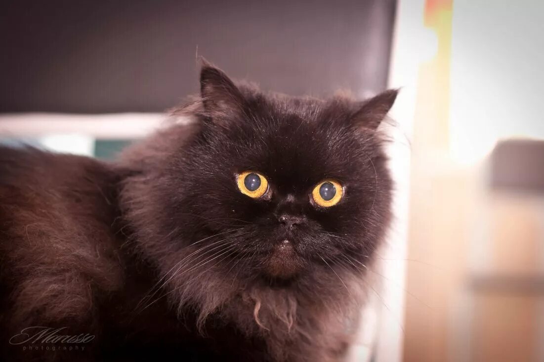 Персидская кошка черная. Персидский кот черный гладкошерстный. Вислоухий персидский кот черный. Перс экстремал гладкошерстный черный. От персидской кошки с шоколадной окраской