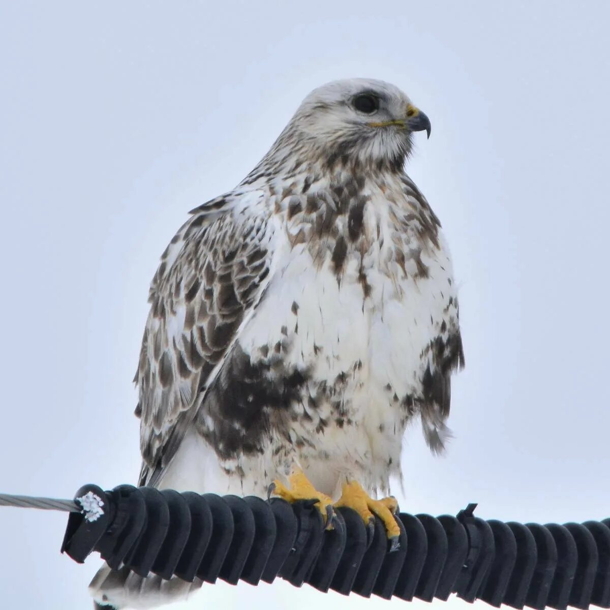 Мохноногий канюк. Ястреб канюк мохноногий. Мохноногий канюк или зимняк. Мохноногий канюк или зимняк. Зимняк птица.