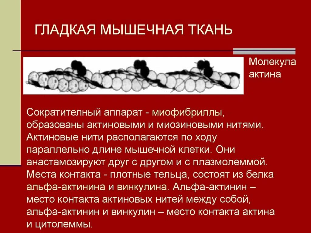 Миозин мышечной ткани. Миофибриллы в гладкой мышечной ткани. гладкая мышечная ткань актин и миозин. гладкая мышечная ткань нити актина. молекулярно ткань.