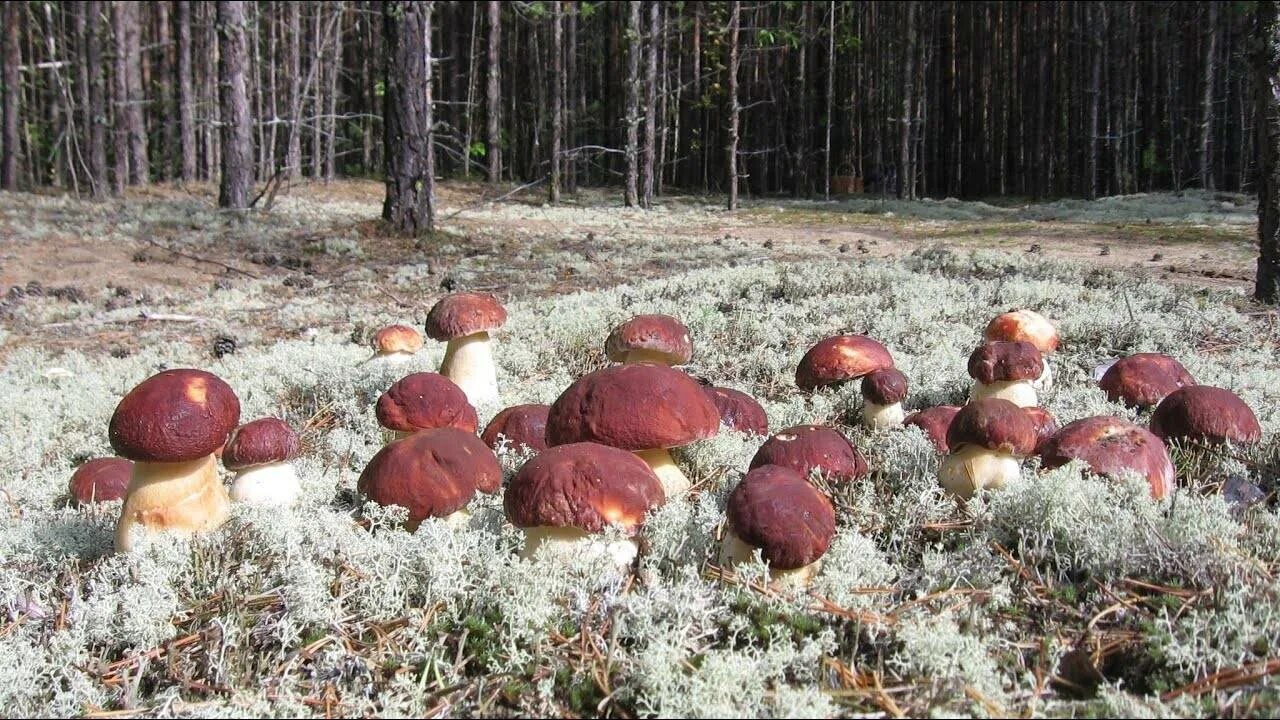 Росло много грибов