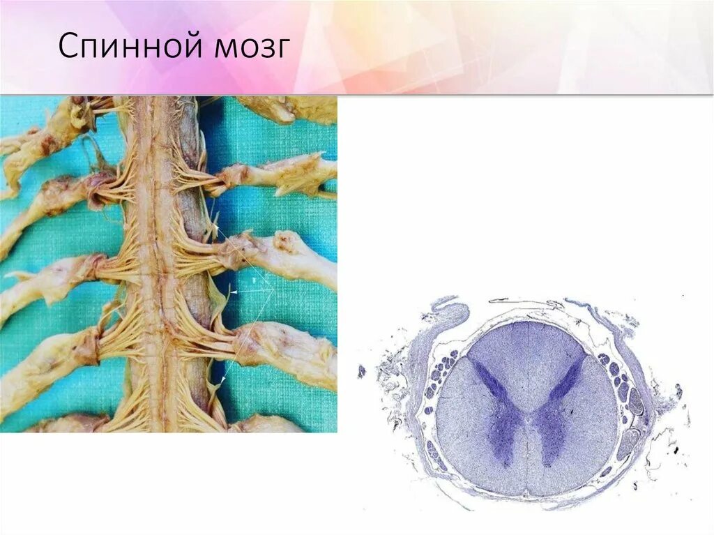 Центральный спинномозговой канал. Спинной мозг. Онкология спинного мозга.