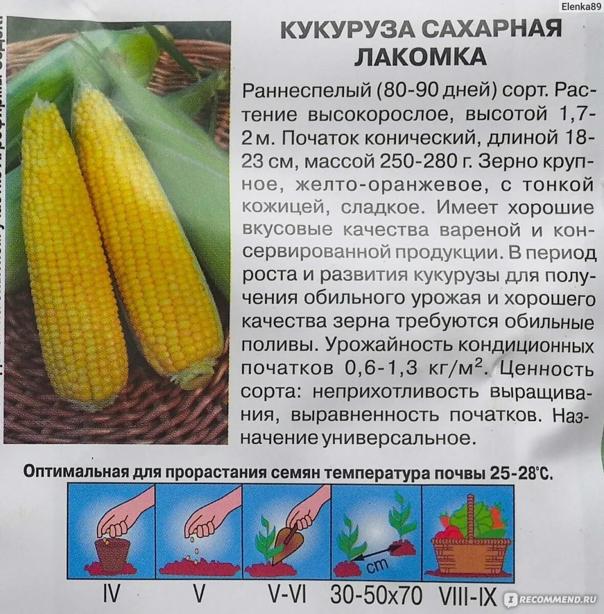 Семена кукурузы какую температуру. Кукуруза сахарная ранняя Лакомка 121 (Кольчуга New). Кукуруза семена лучшие сорта для открытого грунта. Самый сладкий сорт кукурузы.