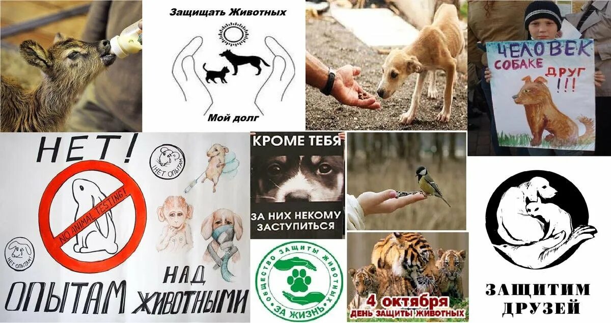 Как защитить вымирающих животных. Защита животных. плакат на тему защита животных. защита животных от экспериментов. эксперименты над животными.