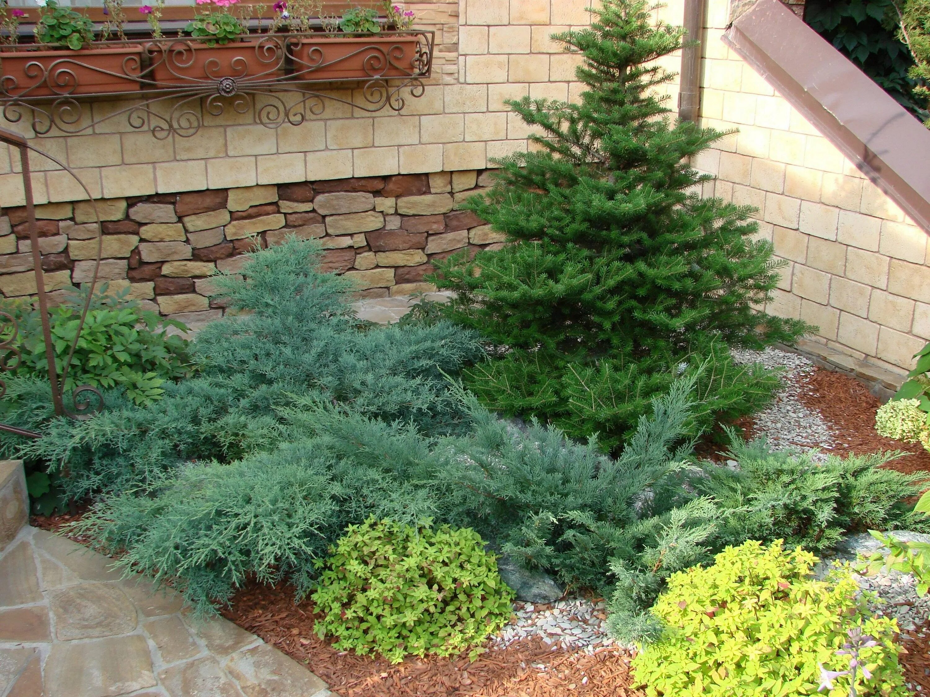 Купить Можжевельник виргинский Grey Owl - Можжевельник - GardenPlants