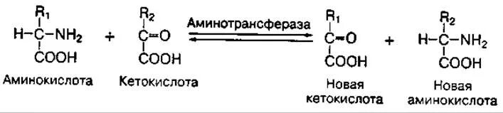 Трансаминирование фенилаланина. Трансаминирование фенилаланина