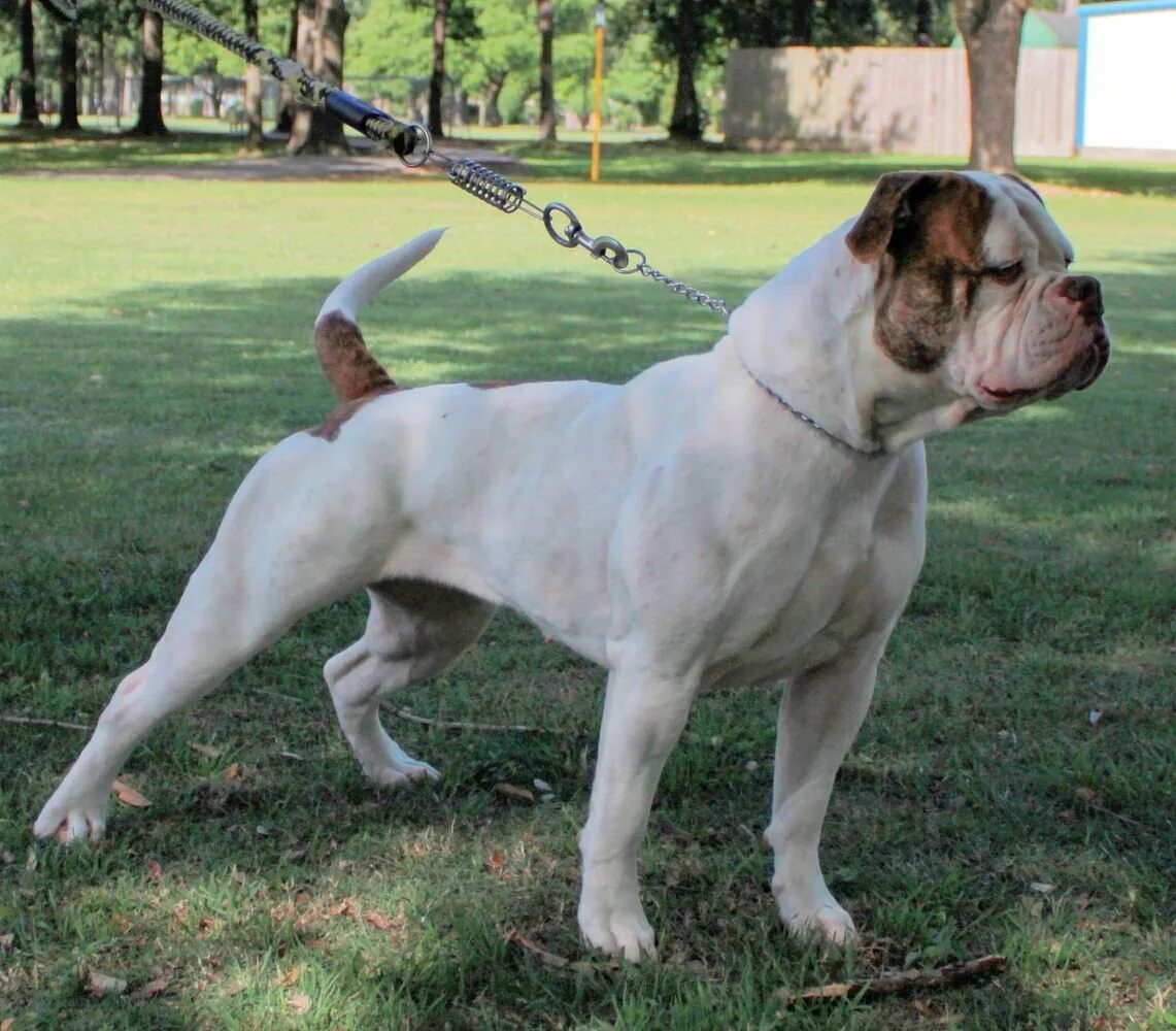 6. Отто алапахский чистокровный. Алапахский чистокровный бульдо. Собака бульдог алапахский чистокровный (отто). Чистокровный американский бульдог.