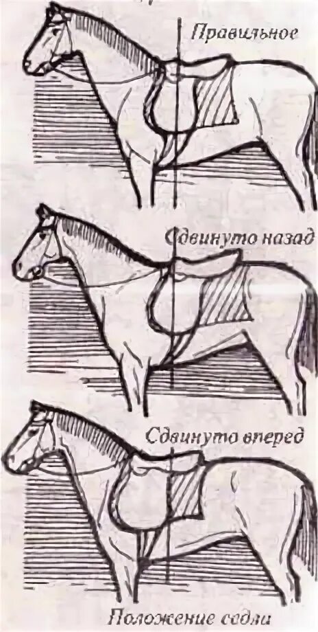 Правильное расположение седла на лошади Saddle Fit Tips 1 and 2 Saddle Balance and Wither Clearance * Schleese