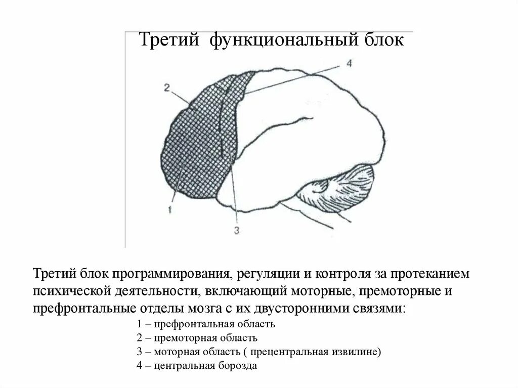 Нарушения блоков мозга. Третий функциональный блок мозга Лурия. III структурно-функциональный блок мозга. Блоки мозга нейропсихология 3 блок. 3 Структурно функциональных блока мозга по Лурия.