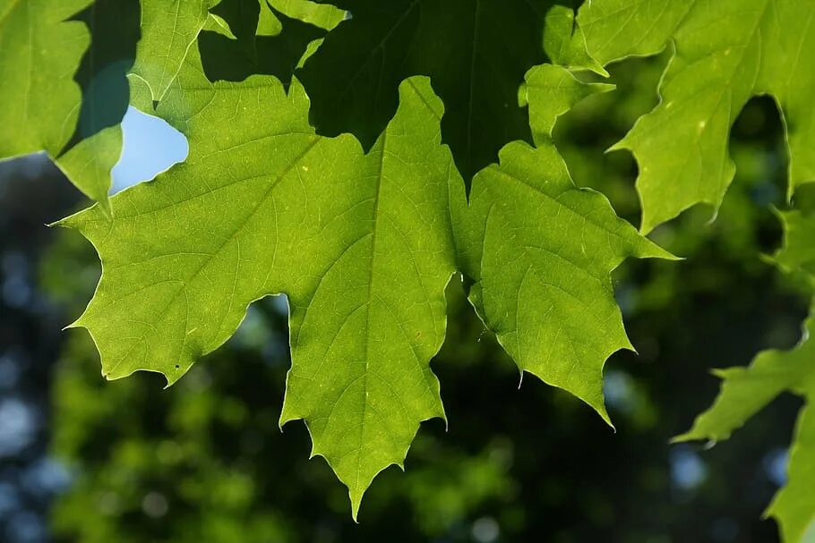 Дерево «клен остролистный лист. Acer platanoides Leaf. Клен платановидный лист. Листья фото.