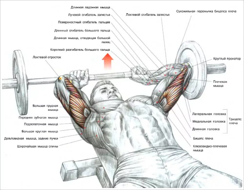 французский жим лежа с ez-грифом техника. французский лежа со штангой. французский жим штанги с ez грифом лежа. французский жим лежа 3х12. французский жим лежа 3х12.