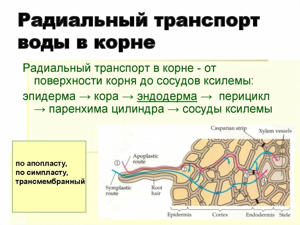 Вода поступает в корень через. Радиальный транспорт воды. Транспорт воды в корне. Радиальный транспорт воды по корню. Радиальный транспорт воды в растении.