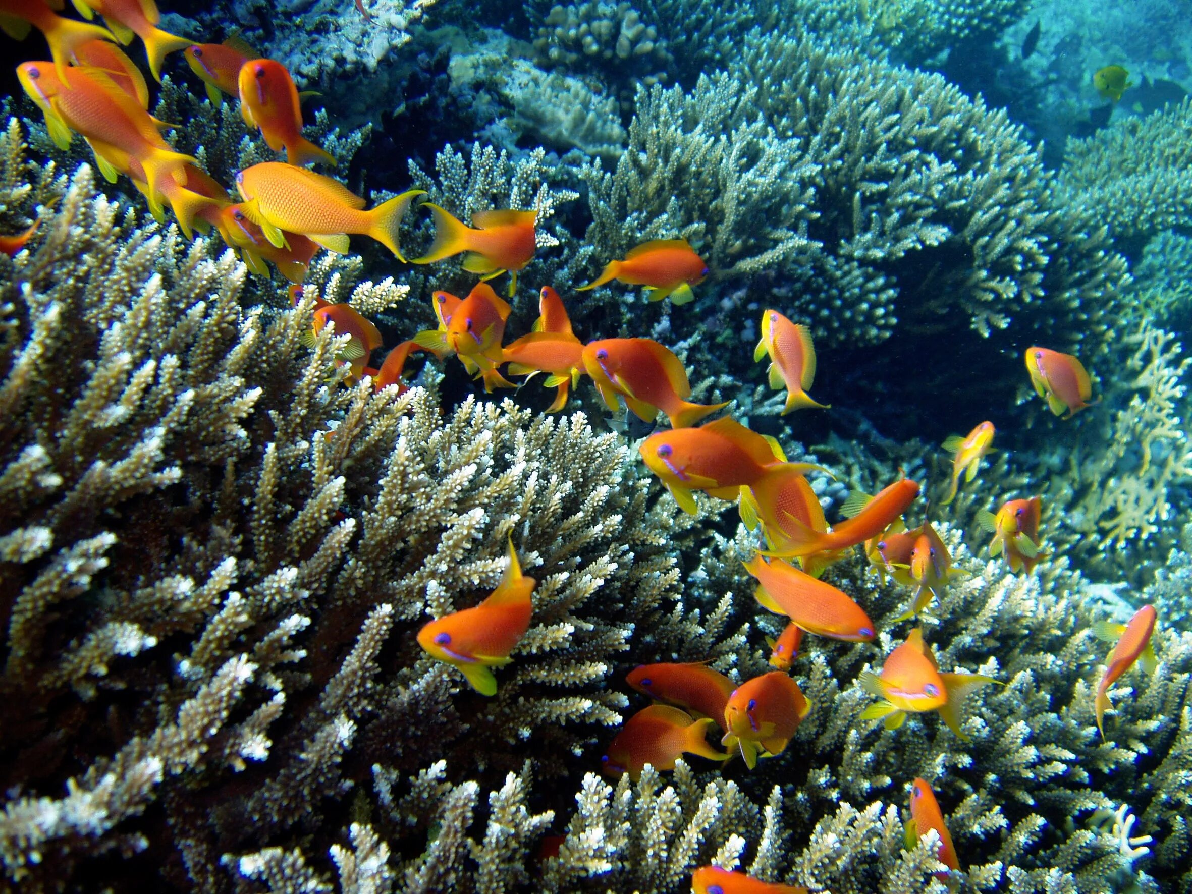 Экосистема кораллового рифа. Коралловые рифы красного моря. Кораллы в Тайланде. Рыбы кораллового рифа. Коралловые рыбы Тайланда.
