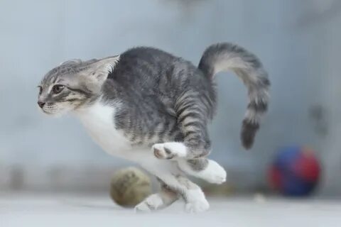 Почему коты бегают