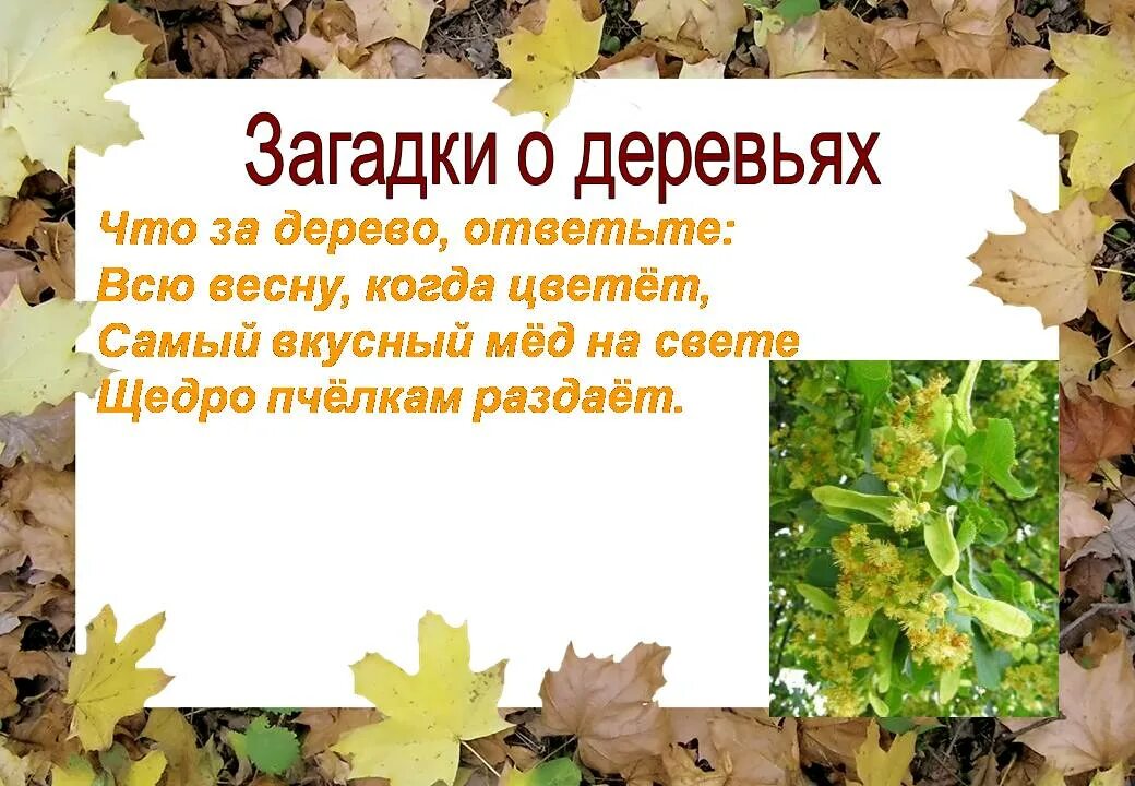 Презентация загадками с ответами. Загадки про деревья. Загадки про деревья в лесу для дошкольников. Загадки про деревья для дошкольников. Загадки о деревьях и кустарниках для дошкольников.