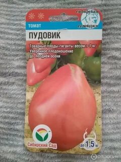 Характеристика томата пудовик