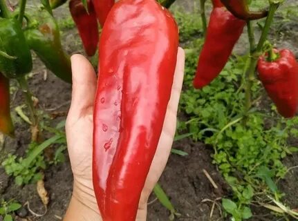 Лучшие сорта перца отзывы