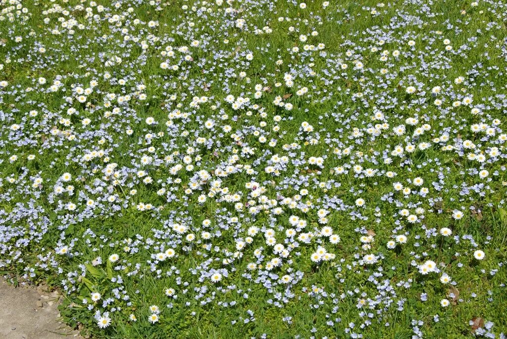 Цветочный газон барская усадьба. Мавританский газон немофила. Газон цветет. Мавританский луговой газон. Газонная трава мавританский газон.