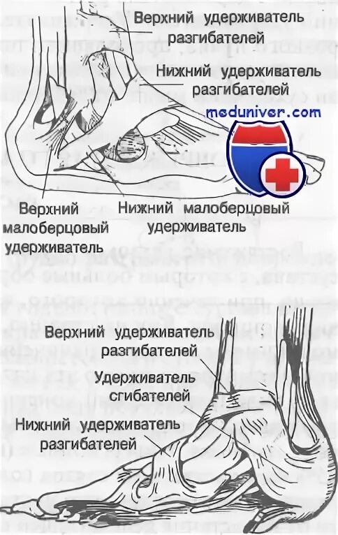 Синовиальные сумки голеностопного сустава анатомия. Удерживатель сгибателей голеностопа. Верхний удерживатель разгибателей голеностопного сустава. Суставная капсула голеностопа.