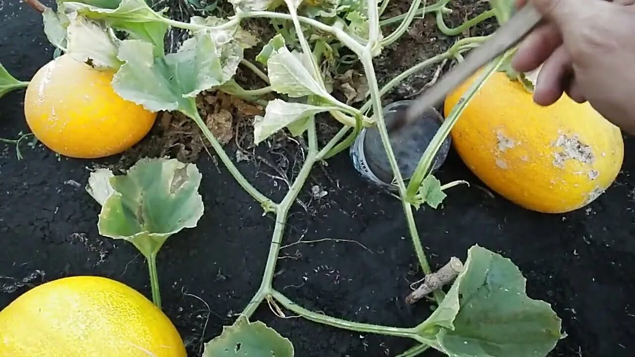 Как поливать дыню в жару