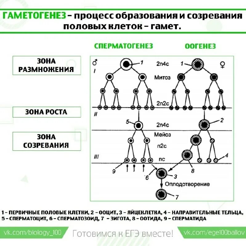 Какие процессы происходят в зоне размножения