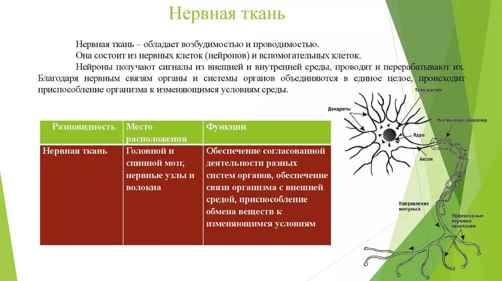 Нервная ткань обладает. Возбудимостью и проводимостью обладает ткань. Нервная ткань возбудимость и проводимость. Нервная ткань обладает возбудимостью и проводимостью. Какие клетки обладают возбудимостью и проводимостью