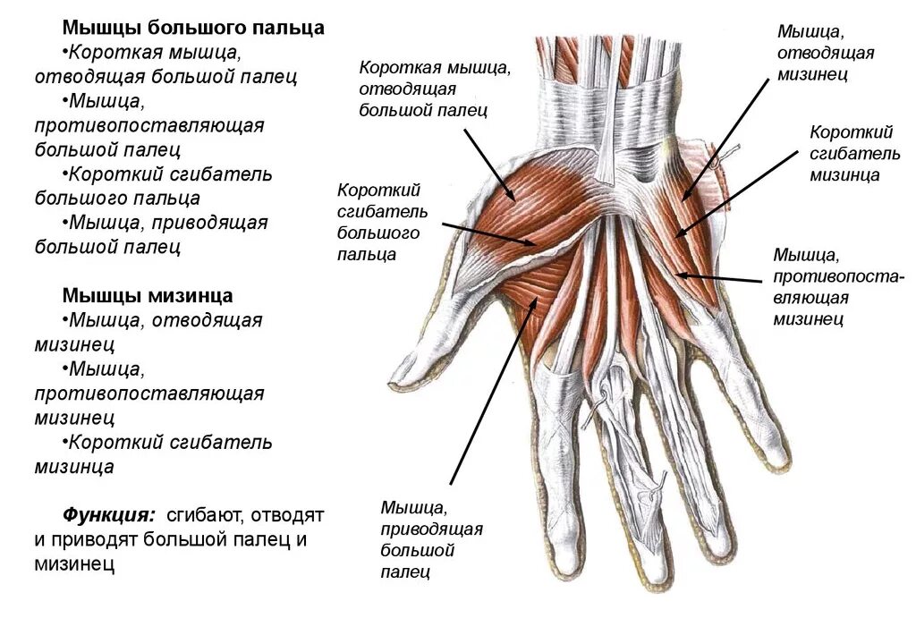 Связка называться