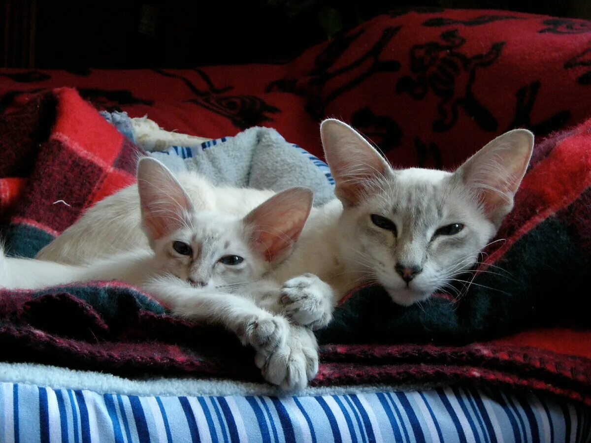 Яванез. Яванская кошка фото. Яванез котенок фото