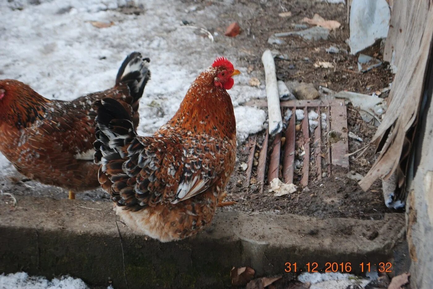 Загорская ситцевая порода кур. Загорская ситцевая порода кур. Загорская ситцевая ситцевая порода кур. Ливенская ситцевая порода кур. Загорская ситцевая курица.