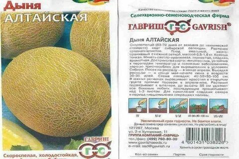 Дыня алтайская описание отзывы
