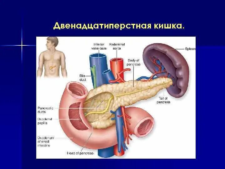 12 п кишка. Строение 12 перстной кишки анатомия. Расположение 12-ти перстной кишки. Луковица 12 перстной кишки расположение. Кишечник двенадцатиперстная кишка.