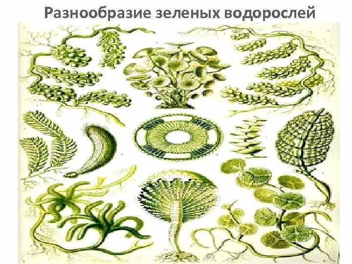 Рассмотрите изображение представители отдела зеленые водоросли. Многообразие зеленых водорослей. число видов зеленых водорослей. зелёные водоросли видовое разнообразие. численность зеленых водорослей.