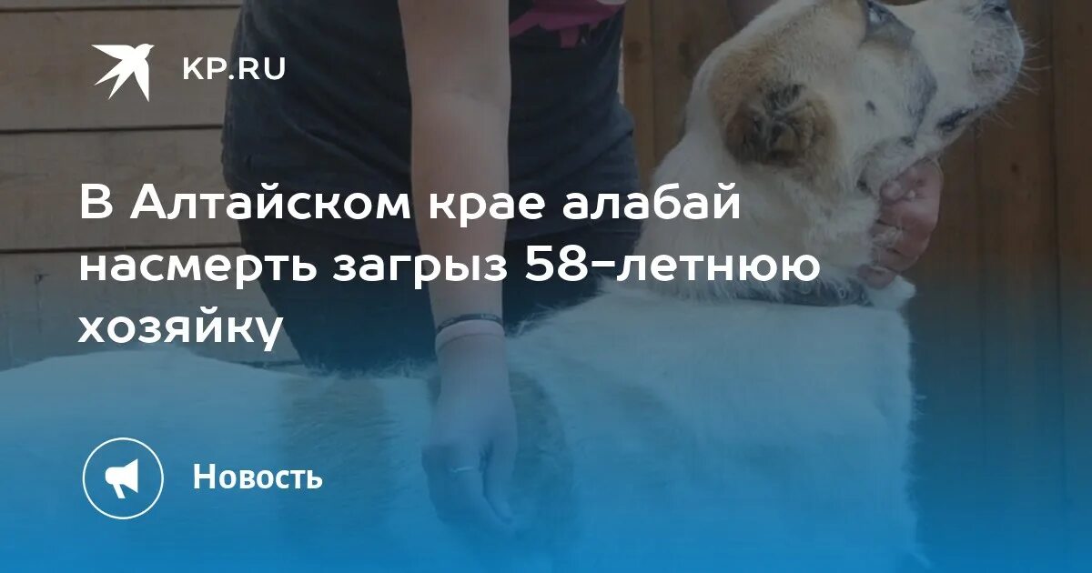 Алабай. Алабай. Алабай загрыз хозяйку. Алабай загрыз хозяйку. Алабай загрыз хозяйку.