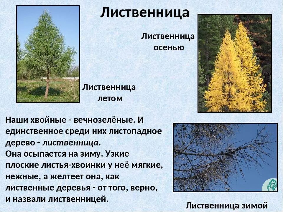 Сообщение о лиственнице. Лиственница зимой и летом. лиственница летом и осенью. сообщение по биологии на тему лиственница. лиственница зимой и летом для детей.